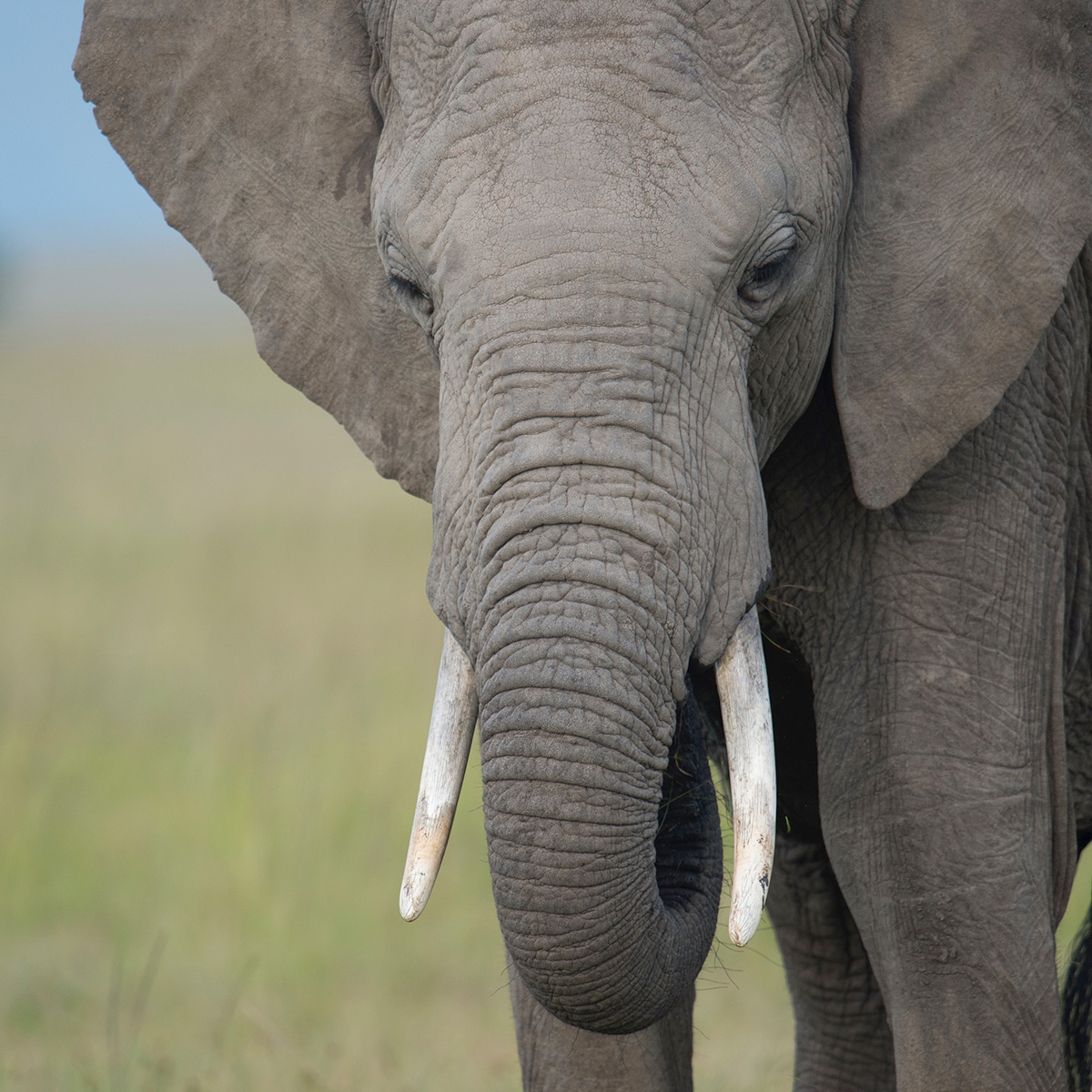 sb elephant